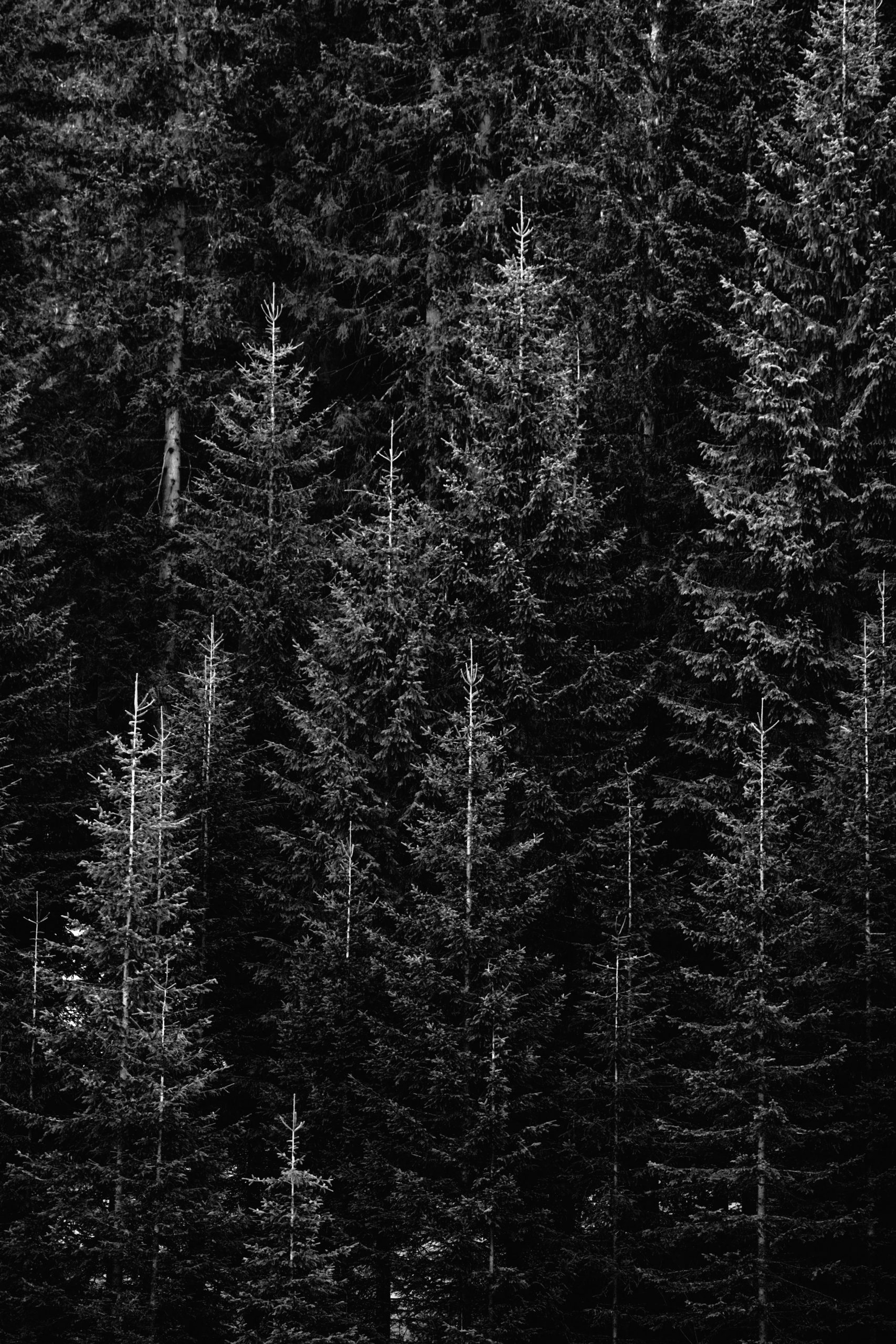 Kompensationsprojekte für nicht vermeidbare THG-Emissionen finden