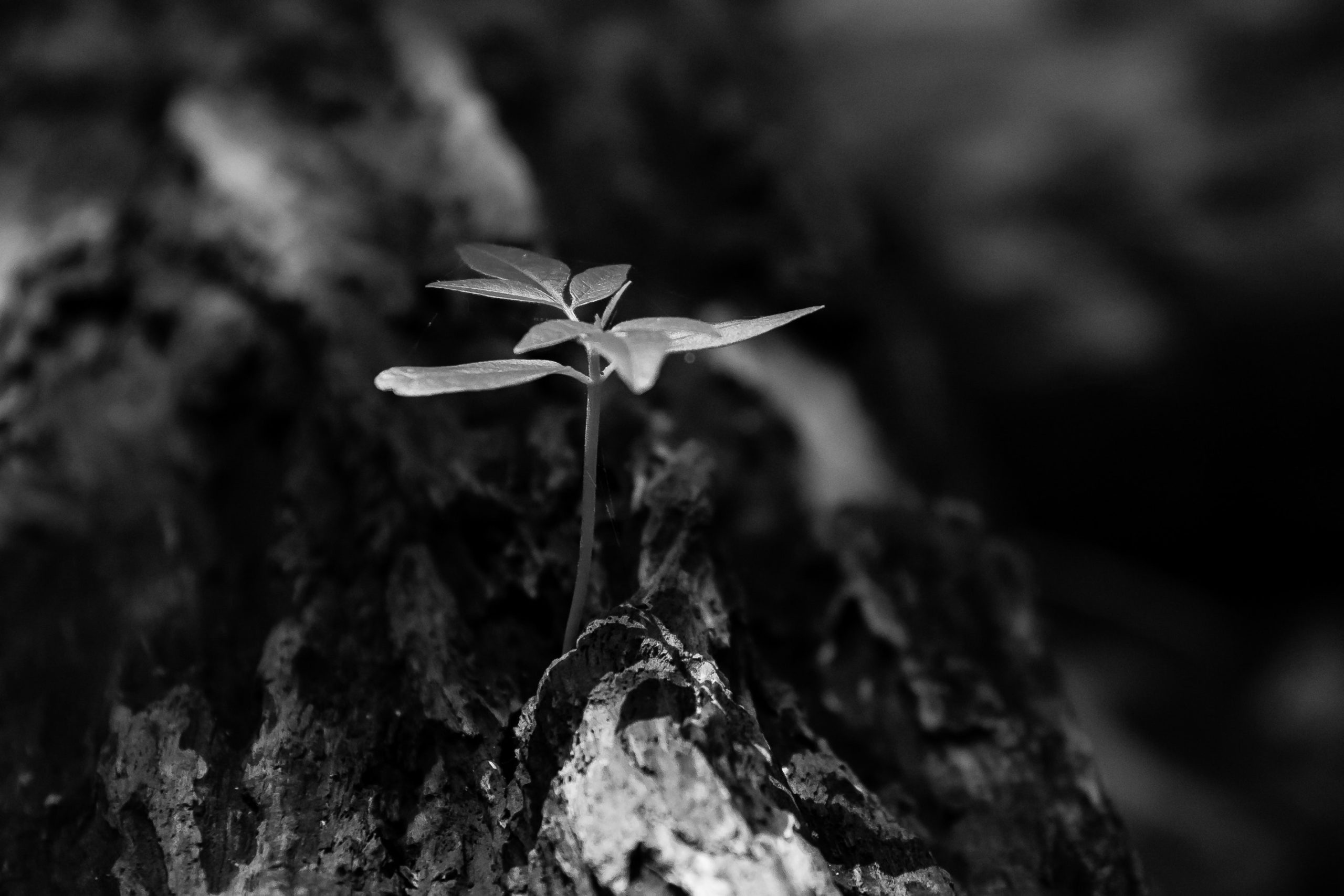 Biodiversitätsmanagement im Unternehmen: Anforderungen und Umsetzung